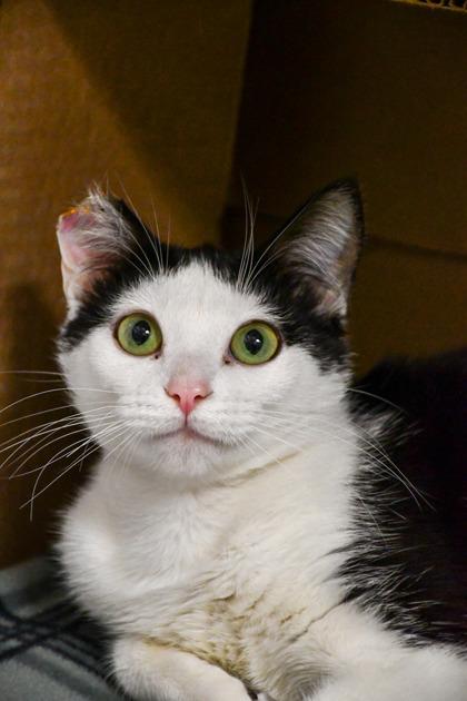 Enlarge Lea, a Adoptable mixed breed in Yakima, WA image 1/3