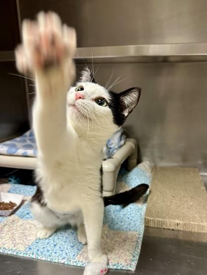 Enlarge Lea, a Adoptable mixed breed in Yakima, WA image 2/3