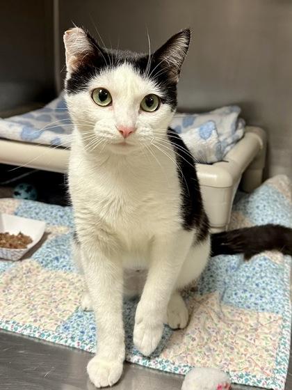 Lea, Adoptable, Adult Female Domestic Short Hair & Domestic Short Hair.