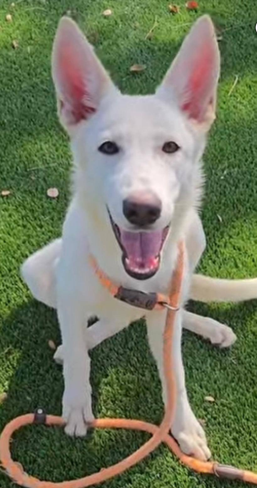 Blanca-COMING SOON, Adoptable, Puppy Female Siberian Husky.