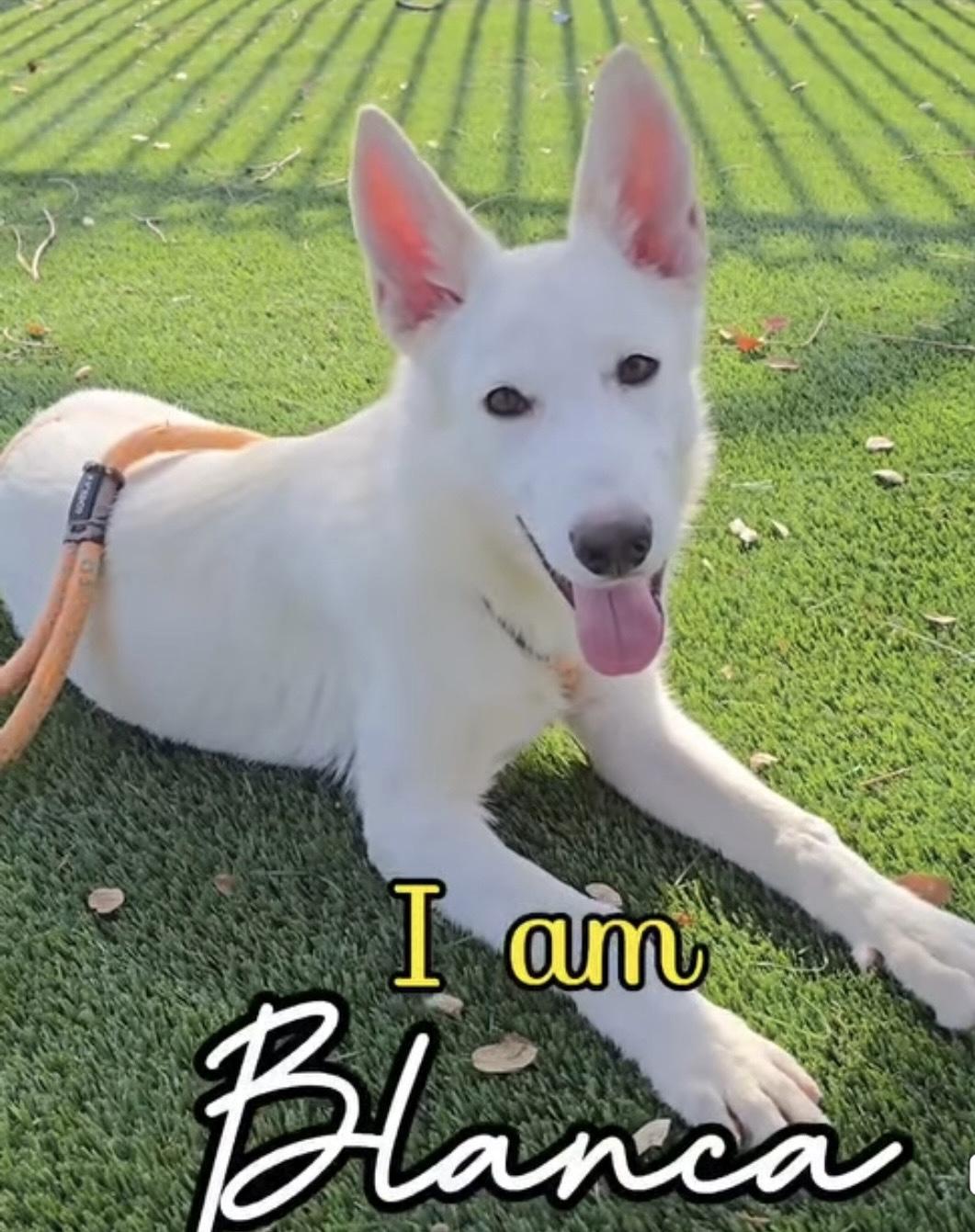 Blanca, Adoptable, Puppy Female Siberian Husky.