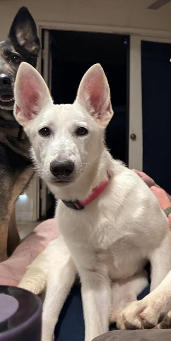 Enlarge Blanca, a Adoptable mixed breed in Jefferson City, MO image 3/3