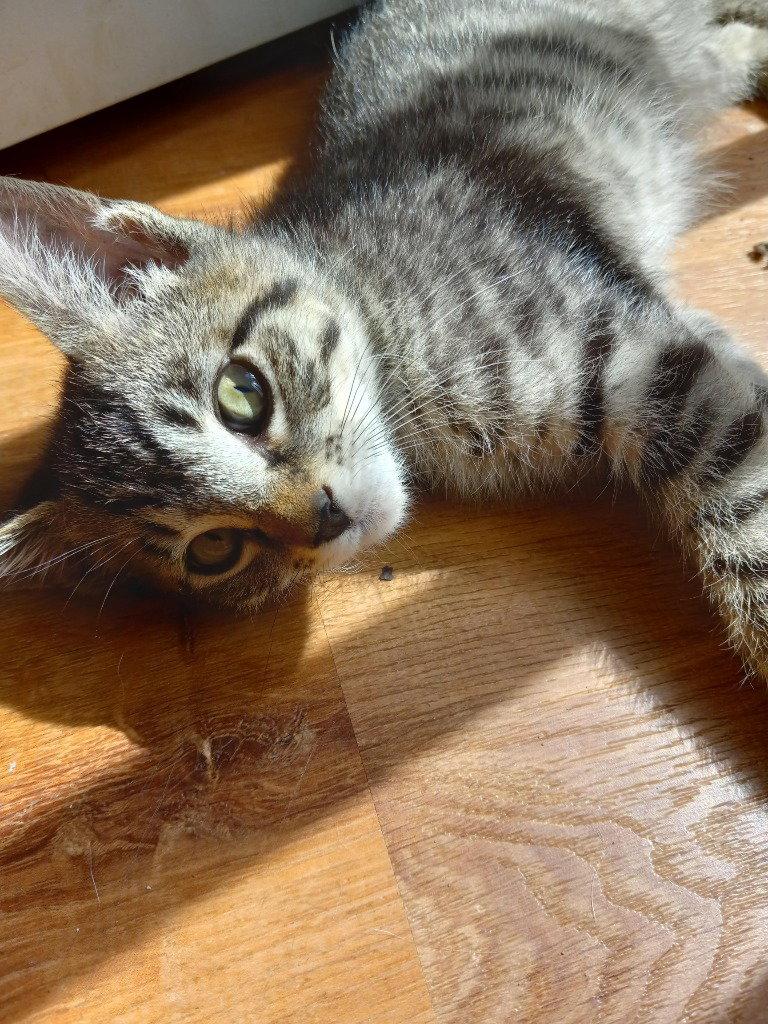 Enlarge Scout, a Adoptable Domestic Short Hair in Battle Ground, WA image 1/3