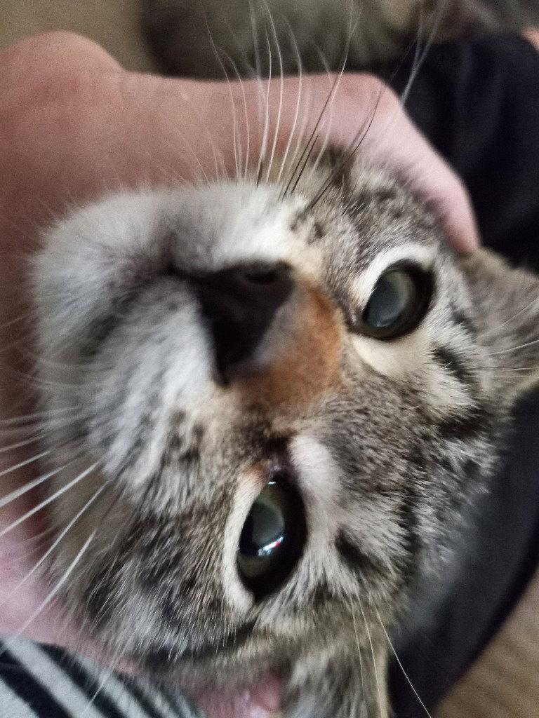 Enlarge Scout, a Adoptable Domestic Short Hair in Battle Ground, WA image 2/3