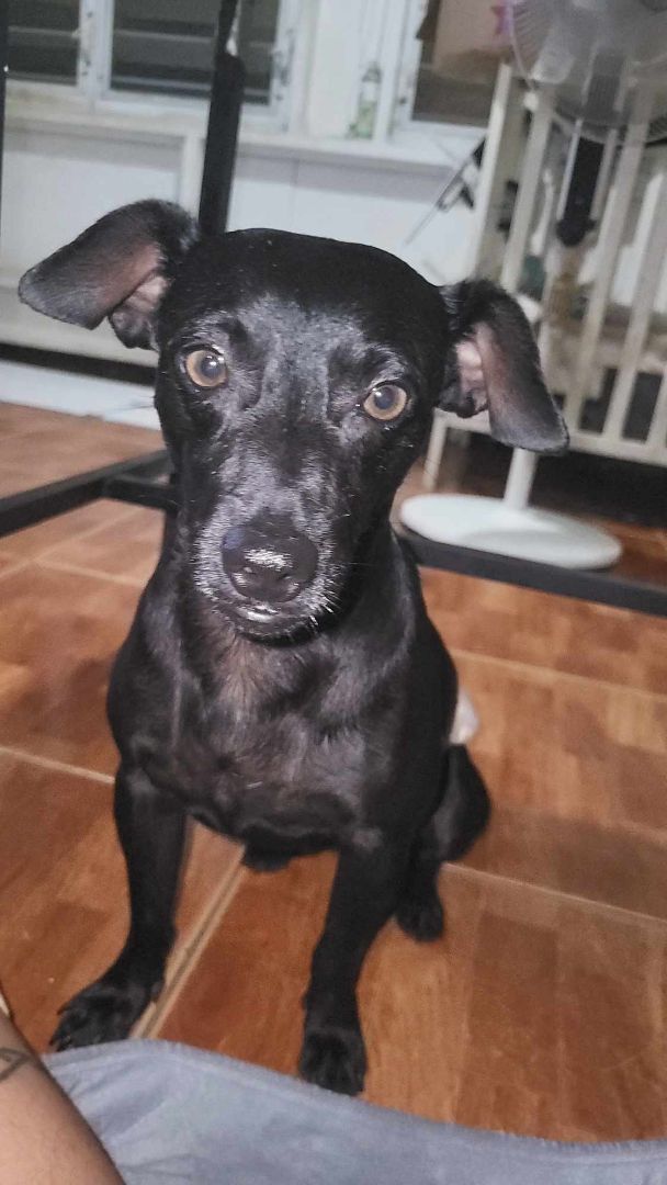 Eddie, a Adoptable mixed breed in Huntington, NY image 1/6