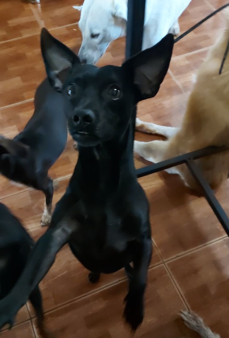 Eddie, a Adoptable mixed breed in Huntington, NY image 2/6