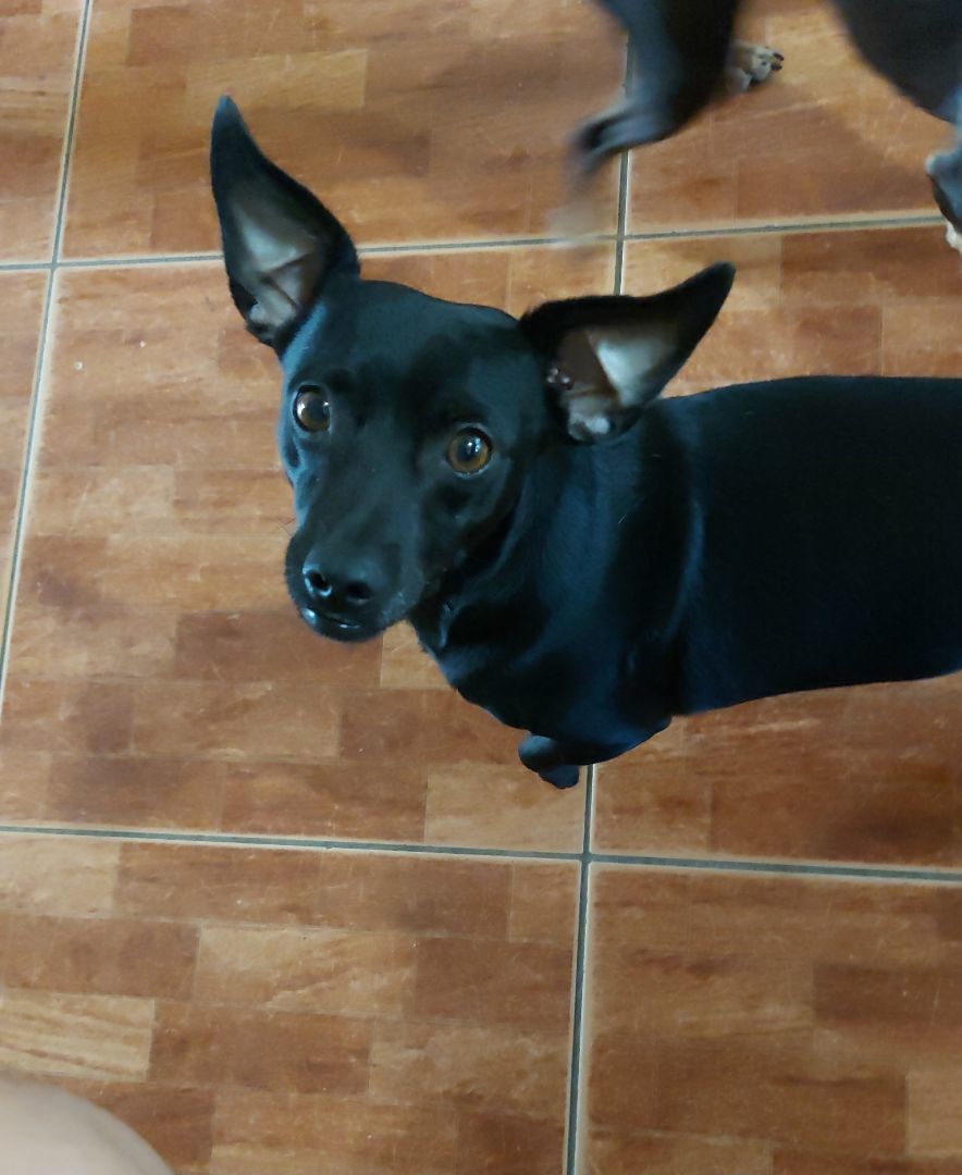 Eddie, a Adoptable mixed breed in Huntington, NY image 3/6