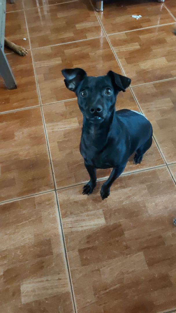 Eddie, a Adoptable mixed breed in Huntington, NY image 4/6