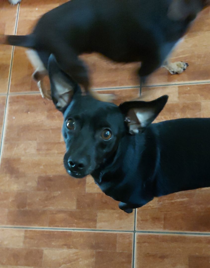 Eddie, a Adoptable mixed breed in Huntington, NY image 5/6