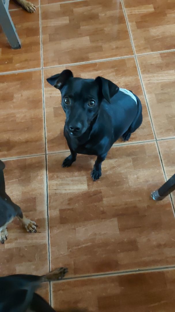 Eddie, a Adoptable mixed breed in Huntington, NY image 6/6