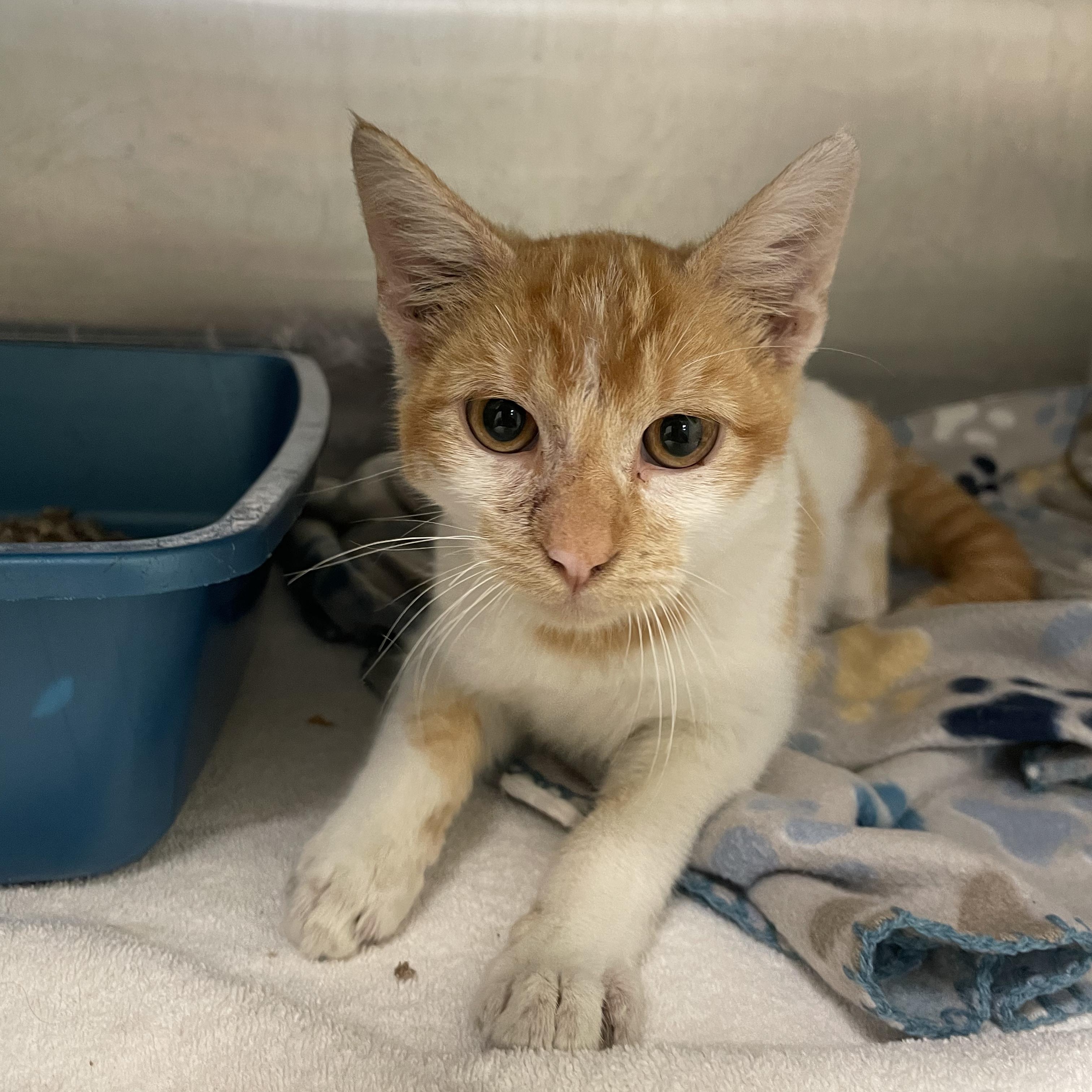 Lil Cheez-it, Adopted, Kitten Male Domestic Short Hair.