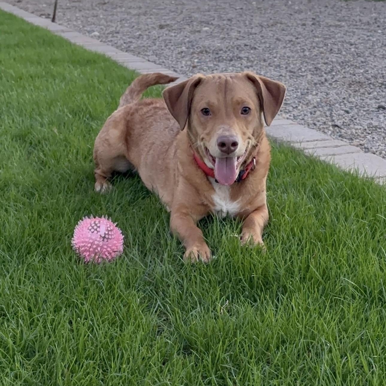 Blaze, adopted, Young Male Retriever.