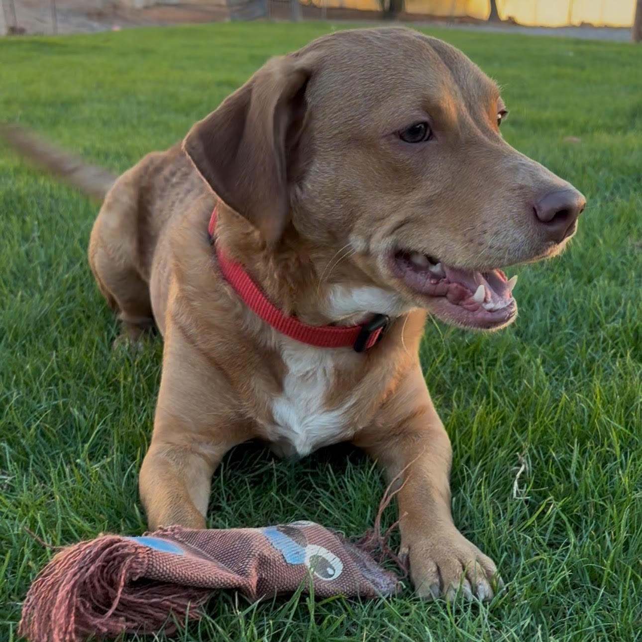 Enlarge Blaze, an adopted mixed breed in Gilbert, AZ image 3/5