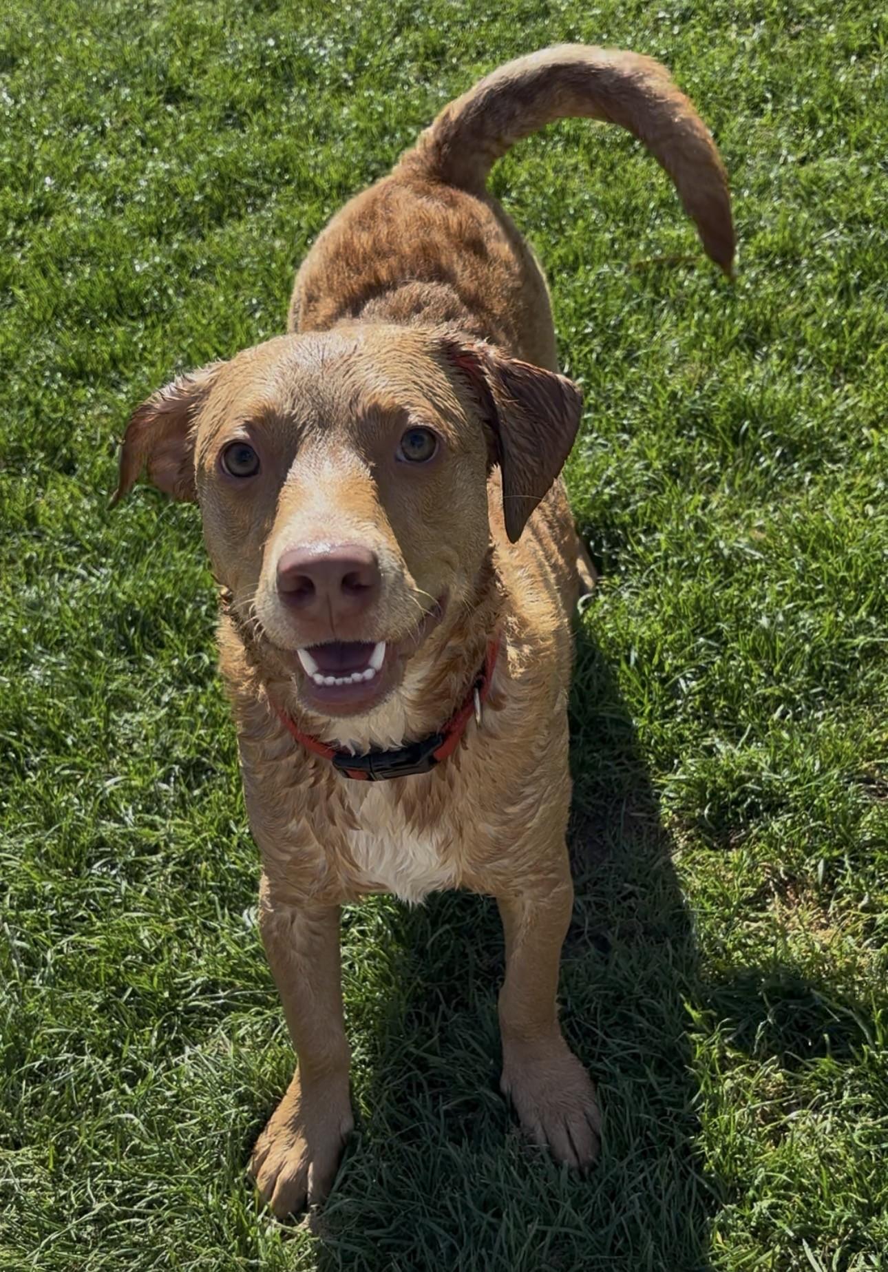 Enlarge Blaze, an adopted mixed breed in Gilbert, AZ image 2/5