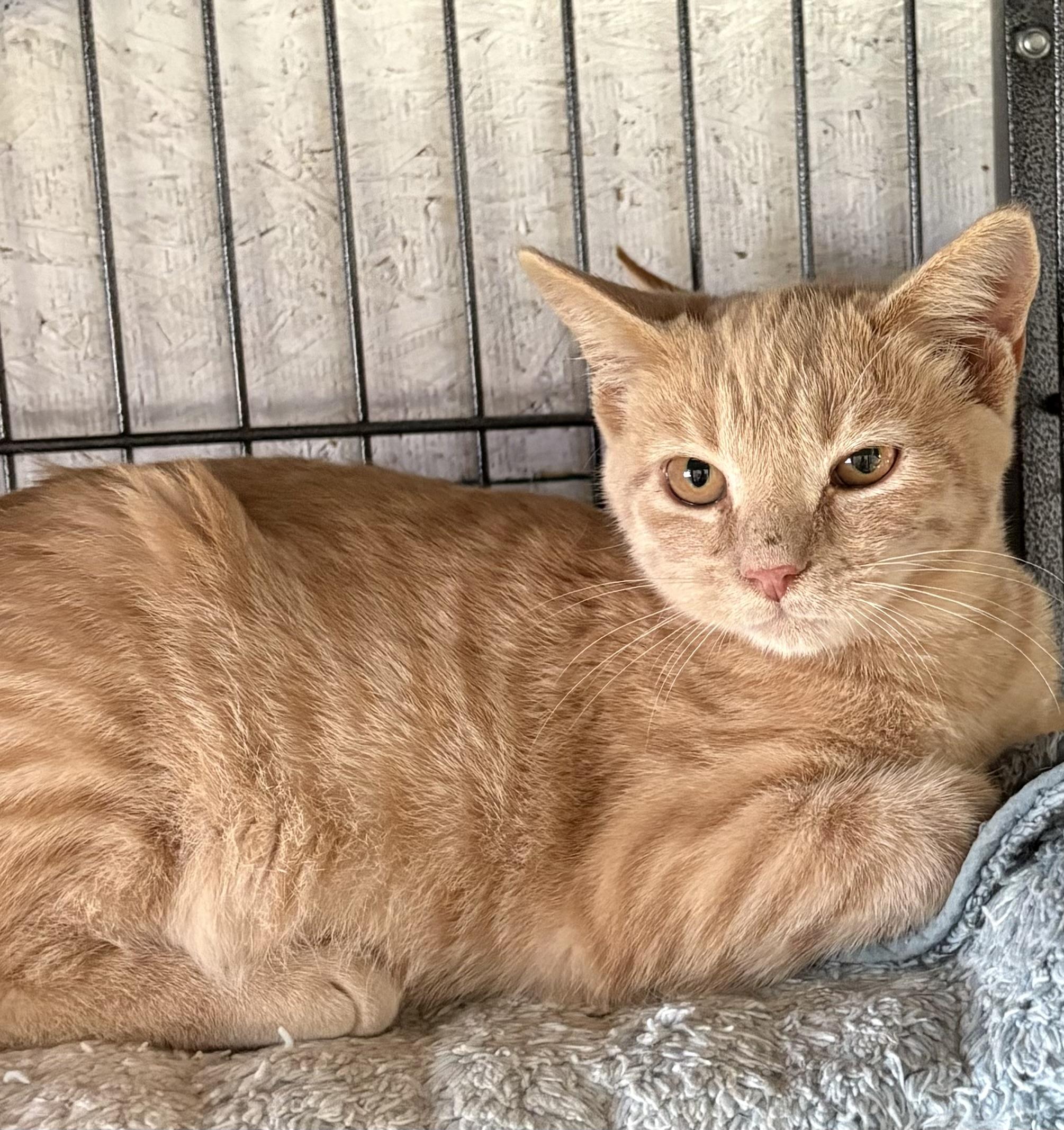 Sammy, Adoptable, Young Male Domestic Short Hair.