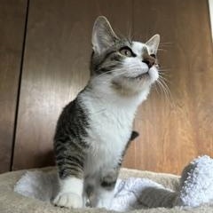Buttons, Adoptable, Kitten Female Domestic Short Hair.