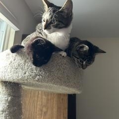 Enlarge Buttons, a Adoptable Domestic Short Hair in Clawson, MI image 2/3