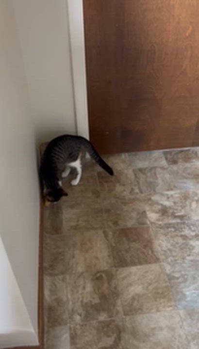 Enlarge Buttons, a Adoptable Domestic Short Hair in Clawson, MI video 3/3