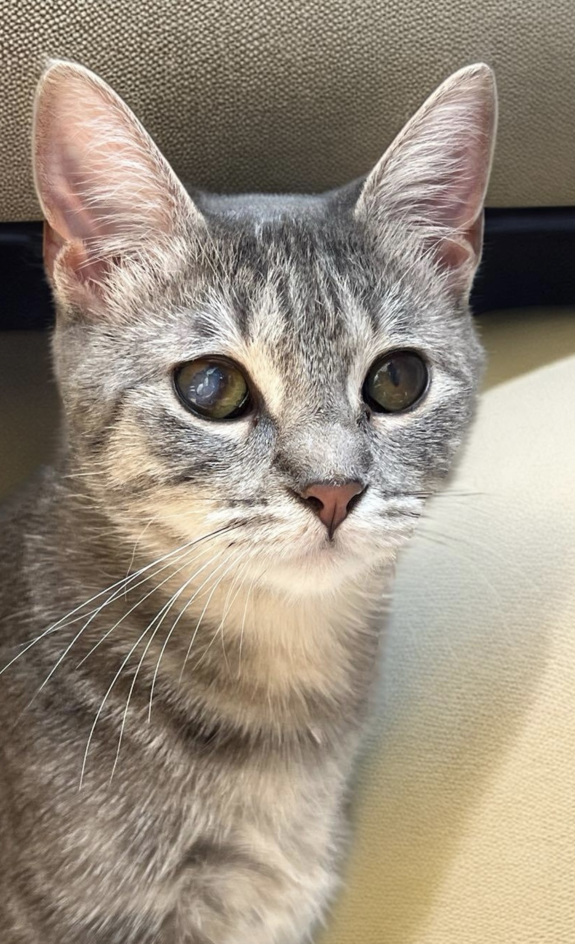 Enlarge Nova, a Adoptable Domestic Short Hair in San Jose, CA image 5/6