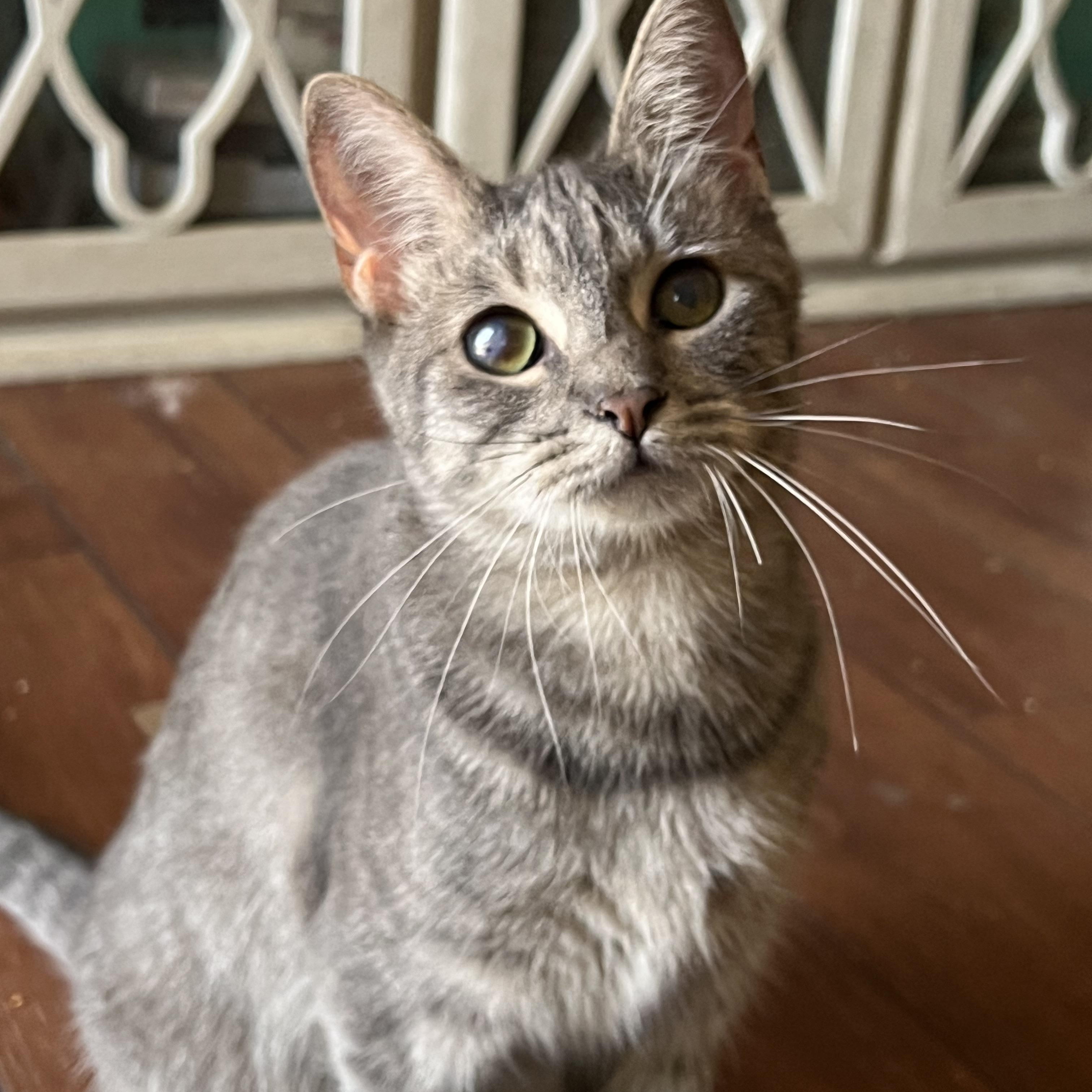 Enlarge Nova, a Adoptable Domestic Short Hair in San Jose, CA image 1/6