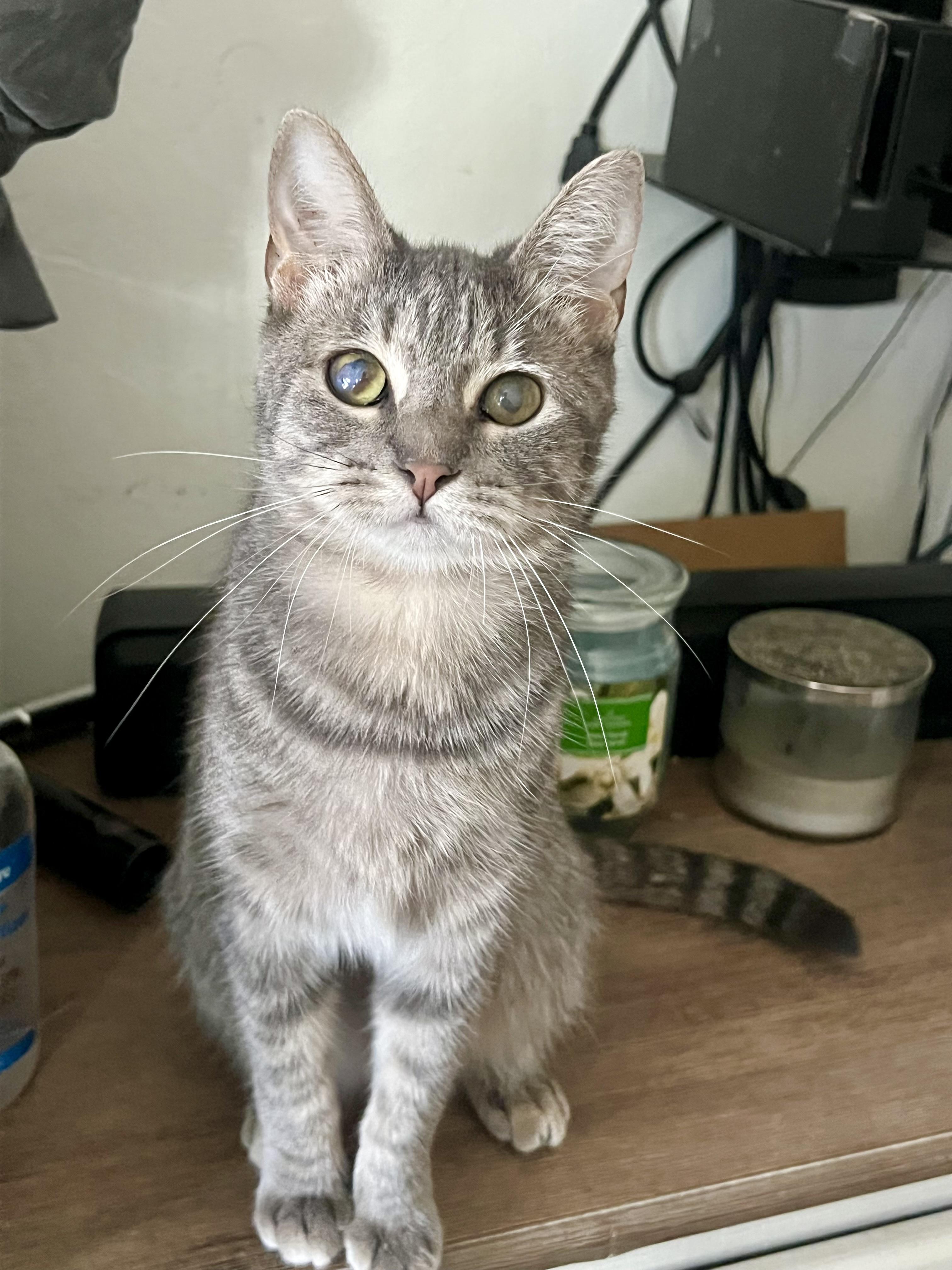 Enlarge Nova, a Adoptable Domestic Short Hair in San Jose, CA image 3/6