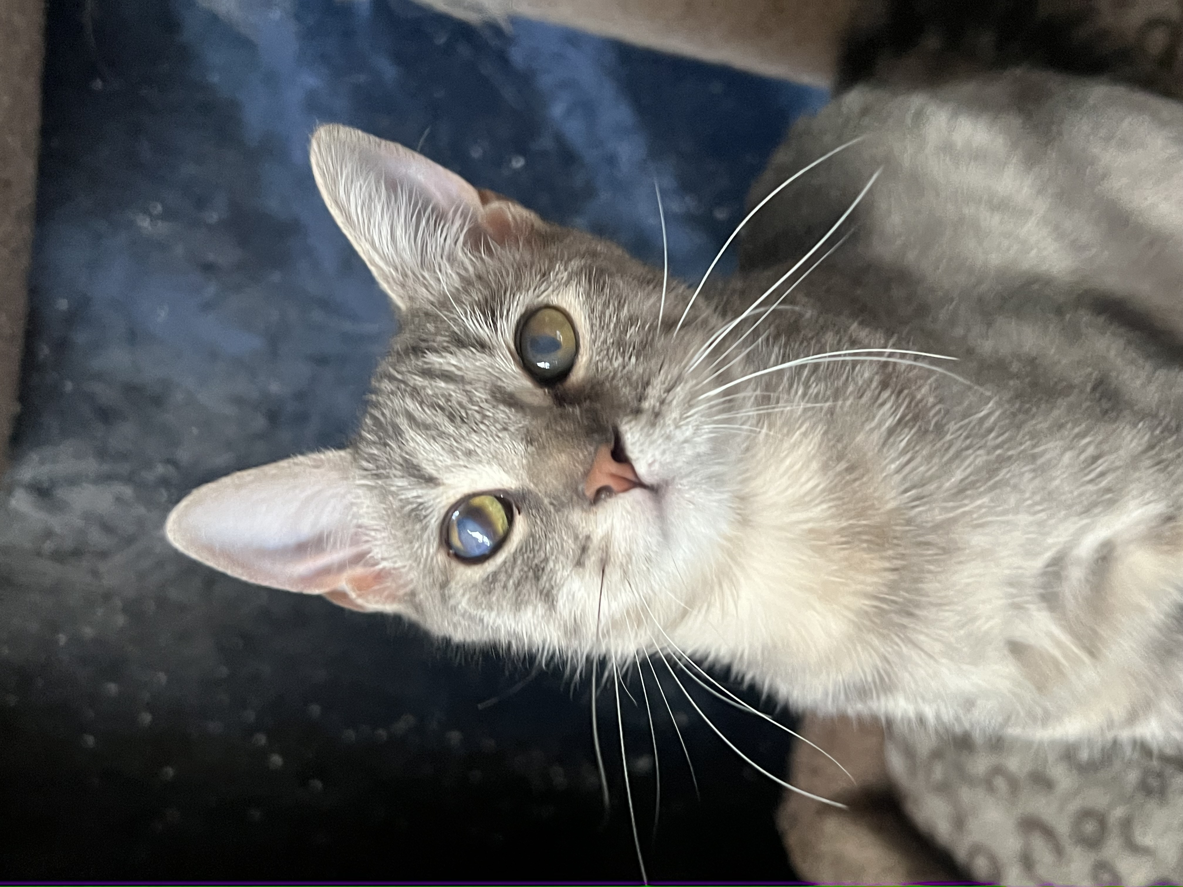 Enlarge Nova, a Adoptable Domestic Short Hair in San Jose, CA image 6/6