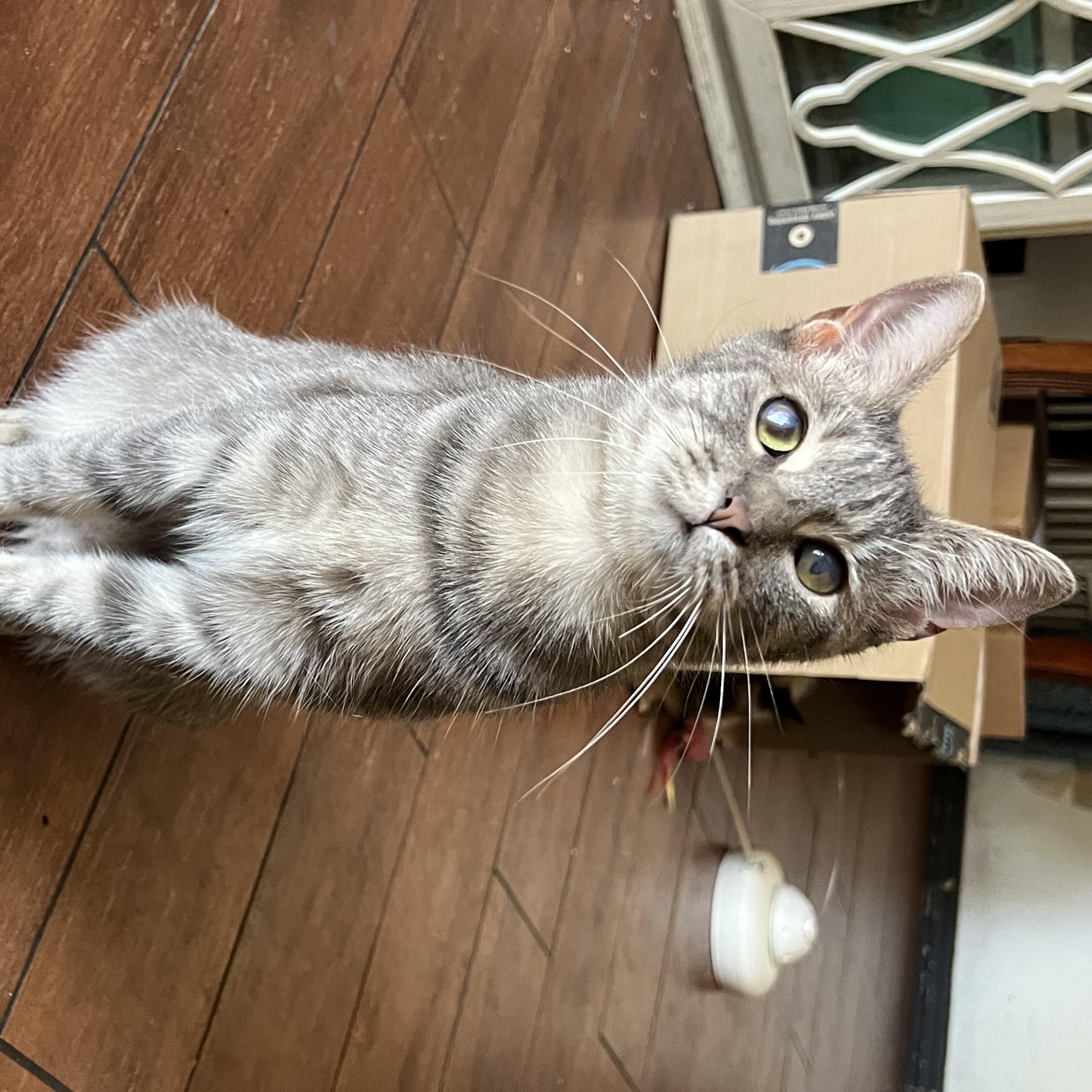 Enlarge Nova, a Adoptable Domestic Short Hair in San Jose, CA image 4/6