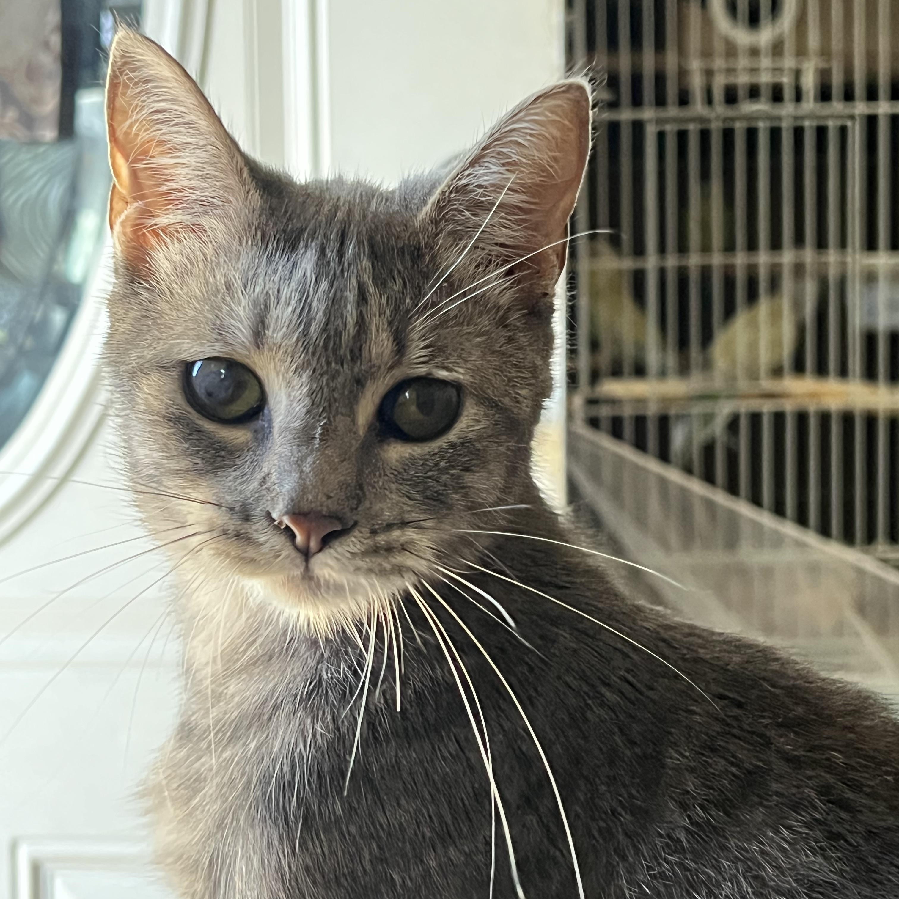Enlarge Nova, a Adoptable Domestic Short Hair in San Jose, CA image 2/6