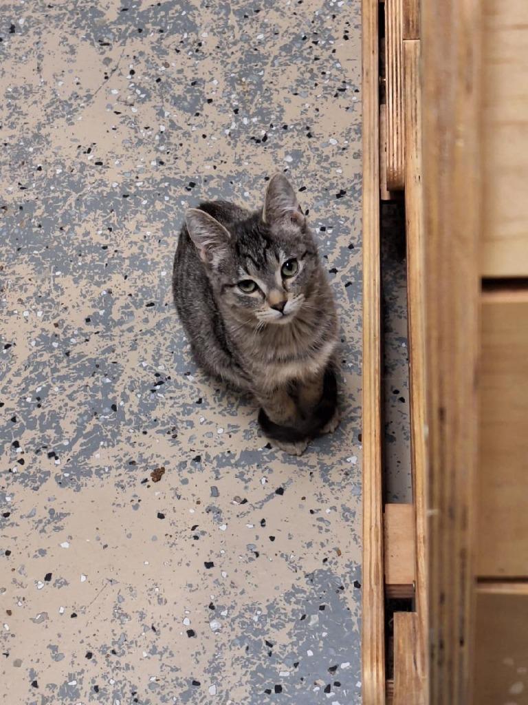 Enlarge Hugs, a Adoptable Tabby in Grand Junction, CO image 1/2