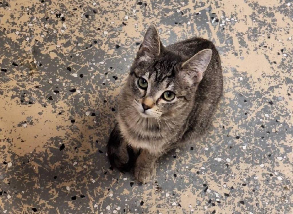 Enlarge Hugs, a Adoptable Tabby in Grand Junction, CO image 2/2