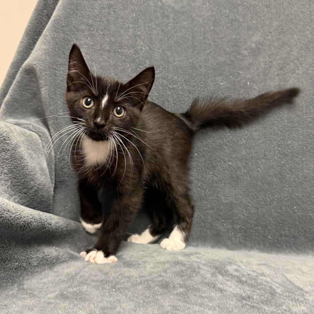 Enlarge Heinz, a Adoptable mixed breed in Brenham, TX image 2/6