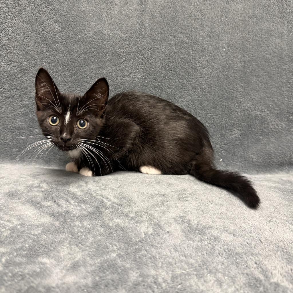 Enlarge Heinz, a Adoptable mixed breed in Brenham, TX image 3/6