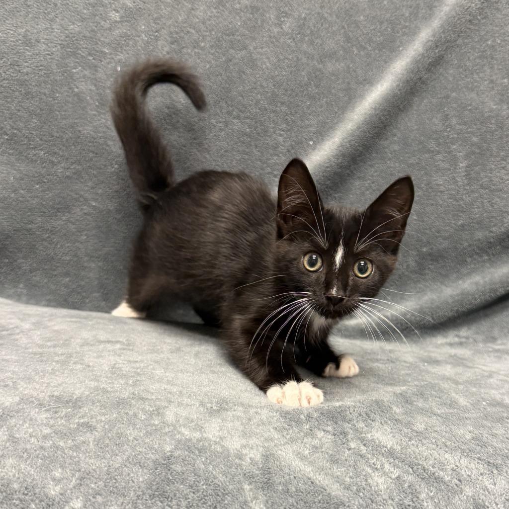 Enlarge Heinz, a Adoptable mixed breed in Brenham, TX image 4/6