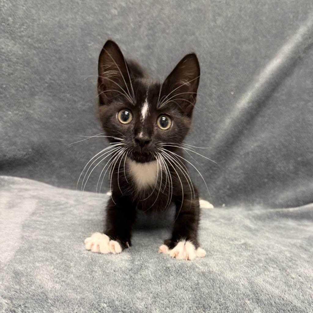 Enlarge Heinz, a Adoptable mixed breed in Brenham, TX image 5/6