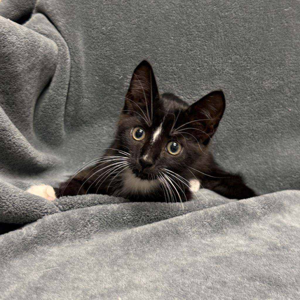 Enlarge Heinz, a Adoptable mixed breed in Brenham, TX image 6/6