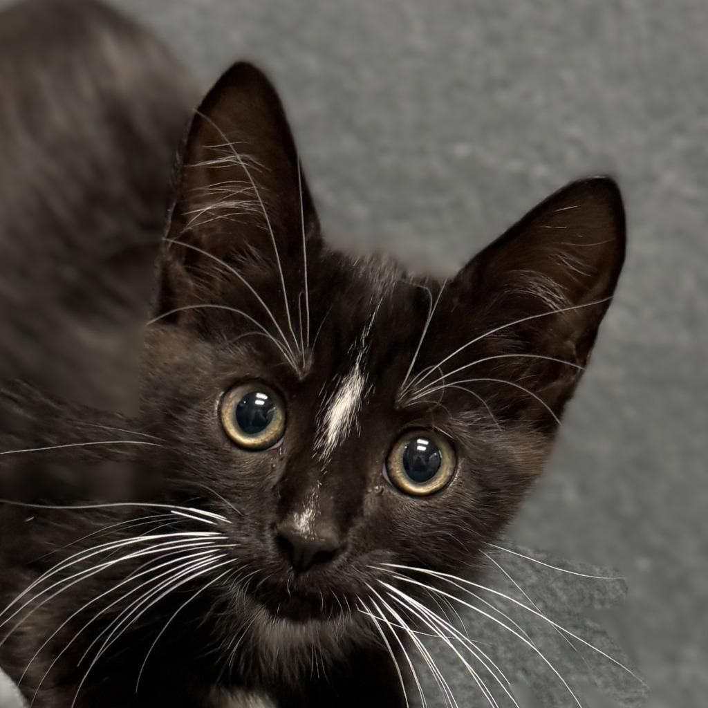 Heinz, Adoptable, Kitten Male Domestic Short Hair.