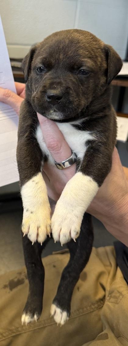 #2, Adoptable, Puppy Female Mixed Breed & Mixed Breed.