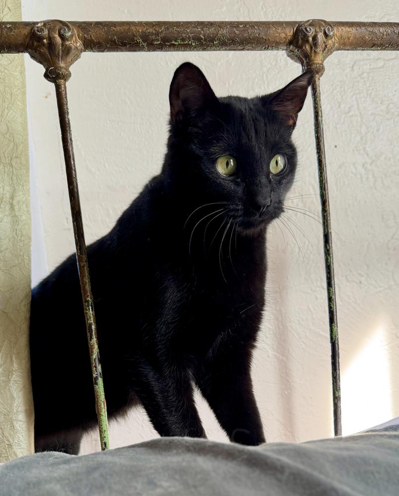 Enlarge Crinkle, a Adoptable Domestic Short Hair in Albuquerque, NM image 2/4