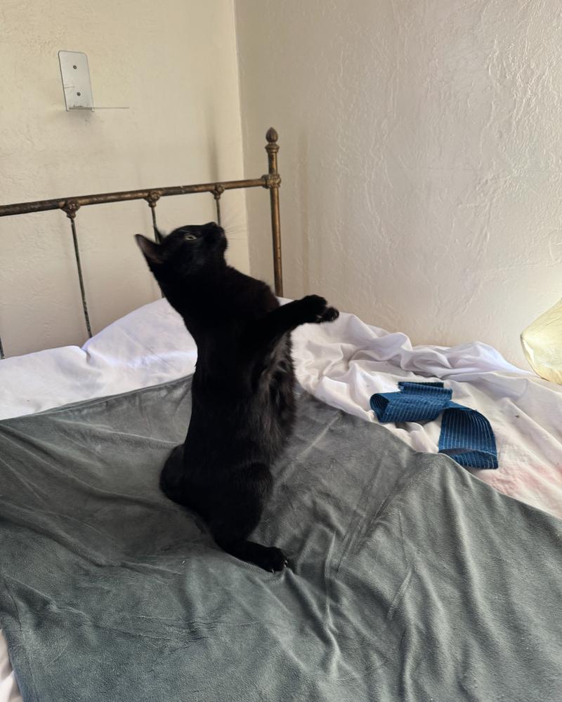 Enlarge Crinkle, a Adoptable Domestic Short Hair in Albuquerque, NM image 3/4