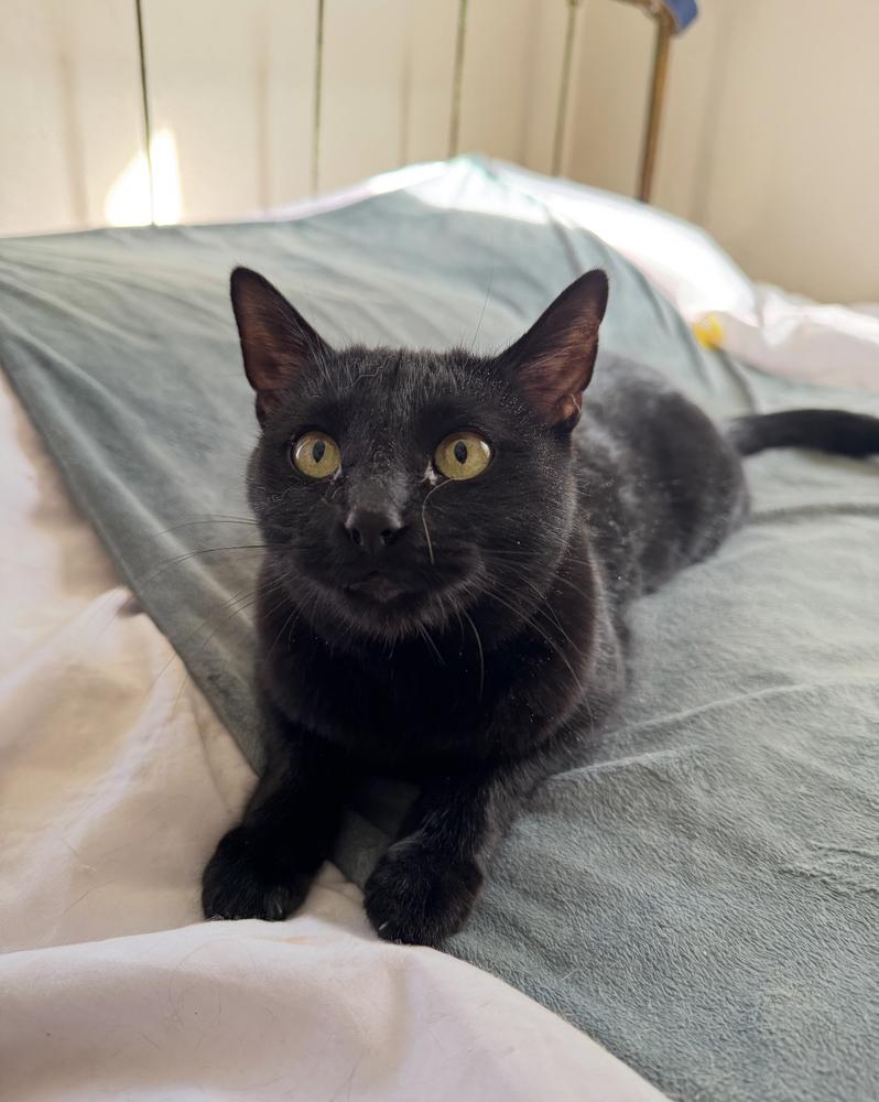 Enlarge Crinkle, a Adoptable Domestic Short Hair in Albuquerque, NM image 4/4