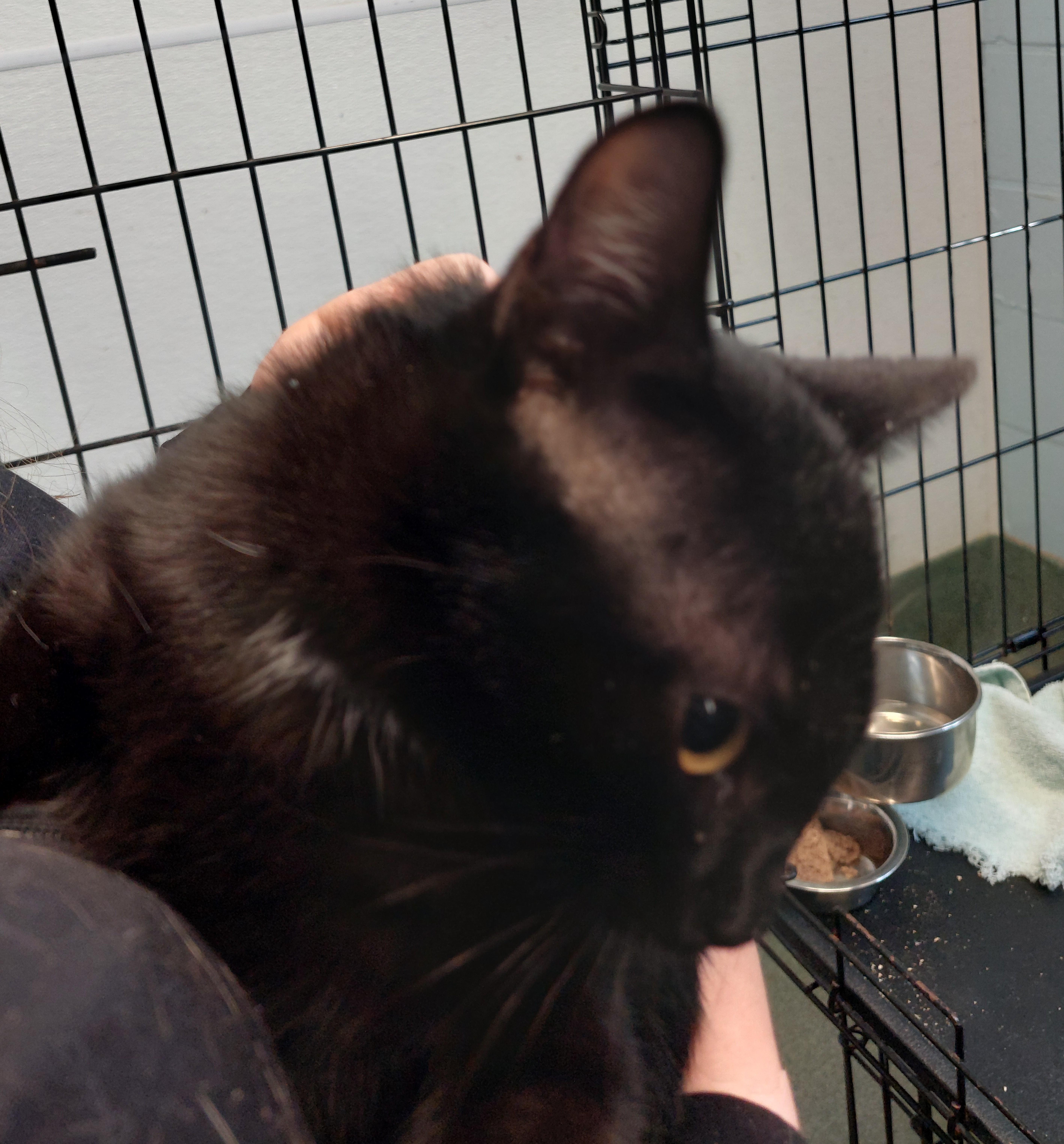 Lady Long Tail, Adoptable, Kitten Female Domestic Short Hair.