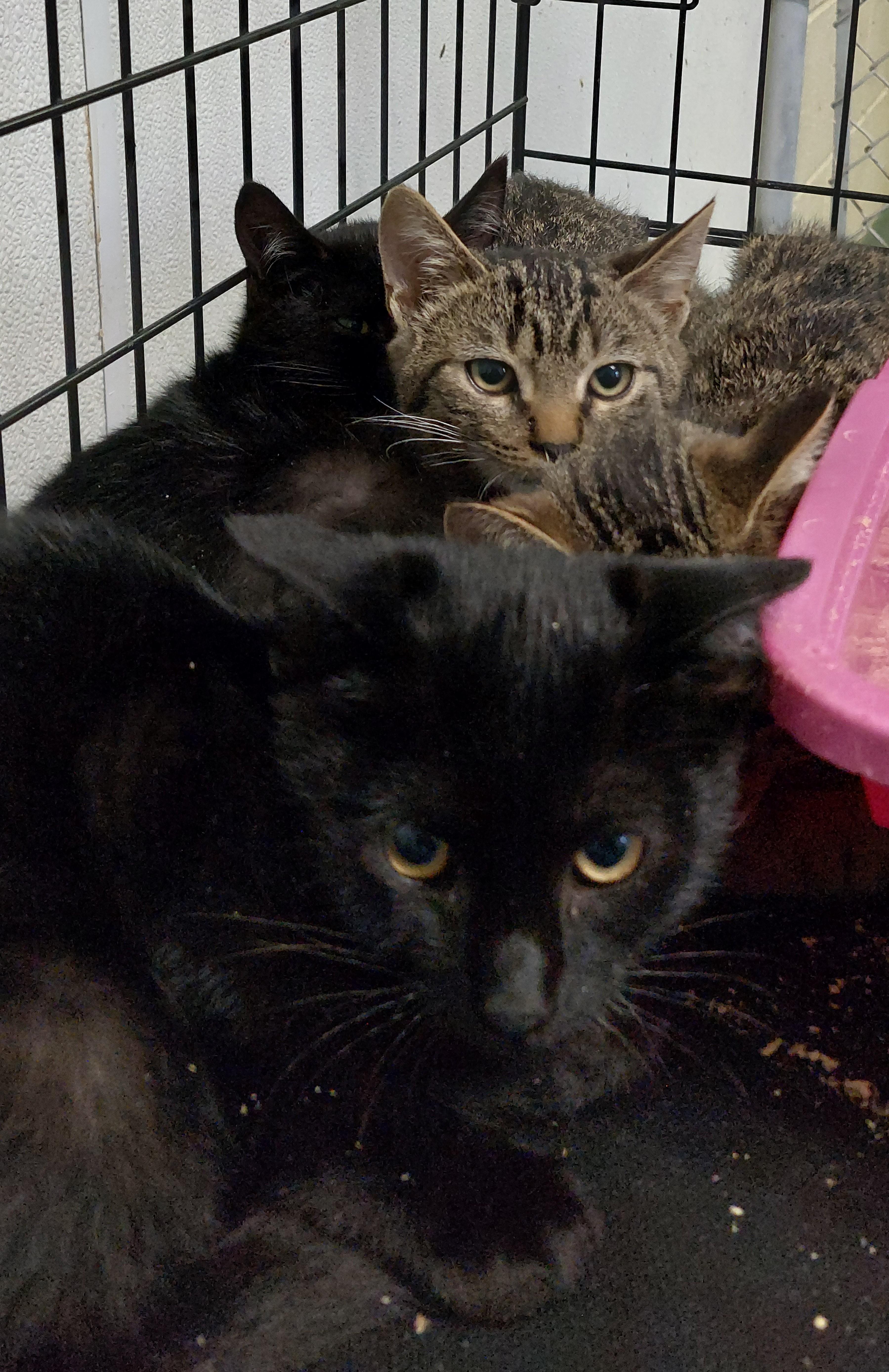 Enlarge Lady Long Tail, a Adoptable Domestic Short Hair in Rehoboth, MA image 2/2