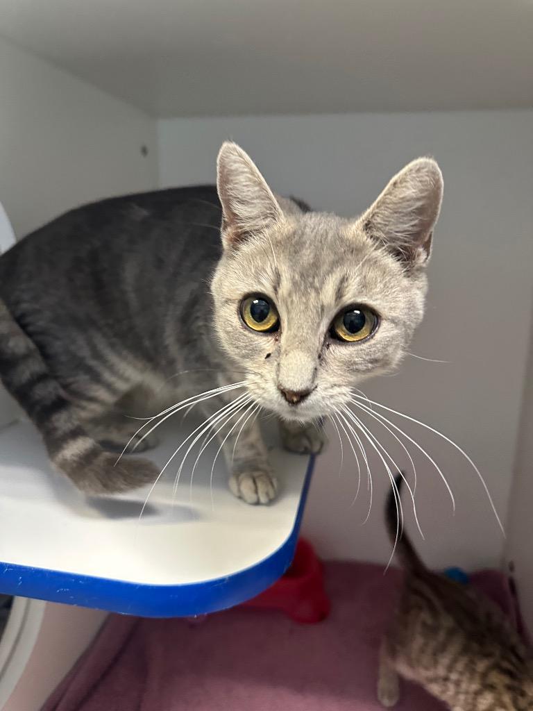 Elena Gilbert, ADOPTABLE, Adult Female Domestic Short Hair.