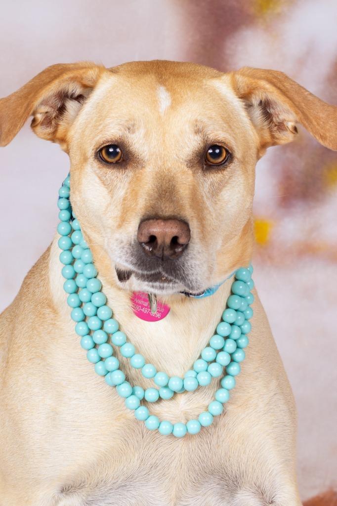 Enlarge Louise Sawyer, a Adoptable mixed breed in Gilbert, AZ image 1/2