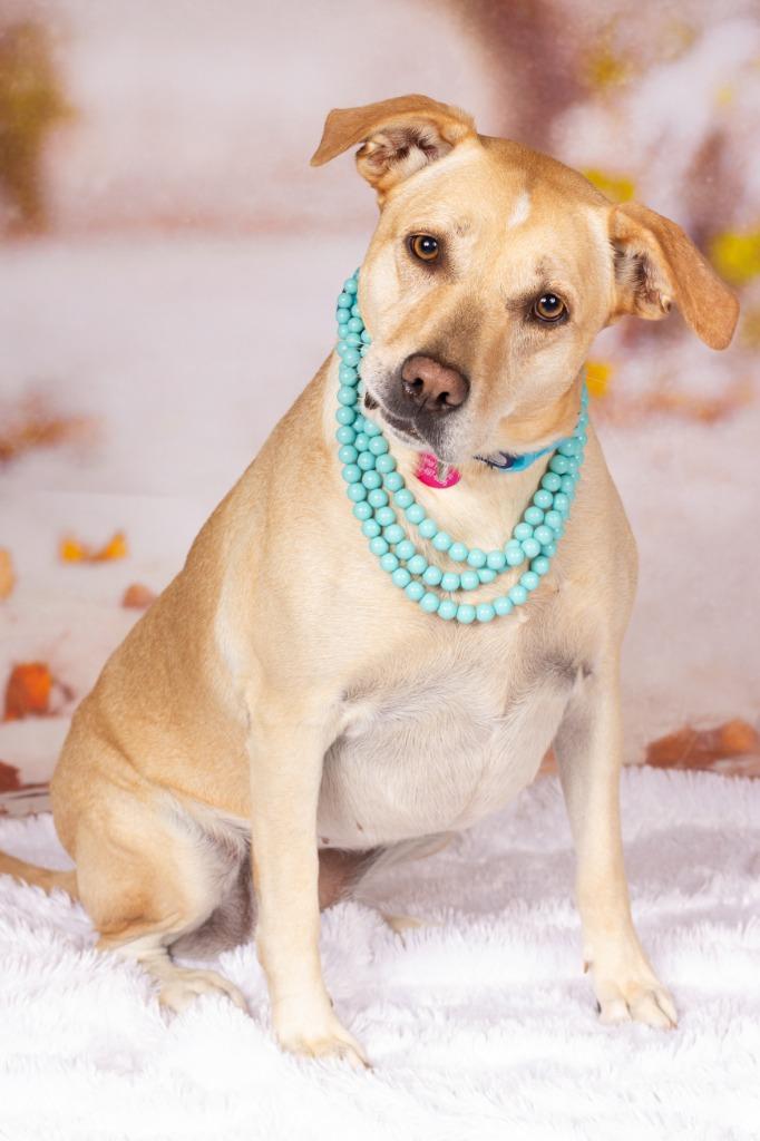 Enlarge Louise Sawyer, a Adoptable mixed breed in Gilbert, AZ image 2/2