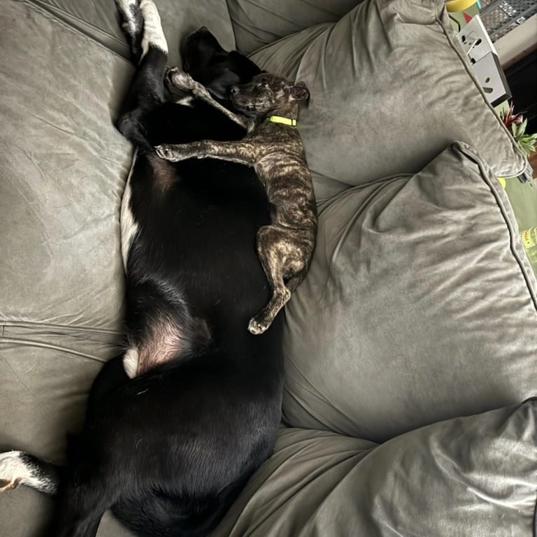 Enlarge Moana, a Adopted Mixed Breed image 1/6