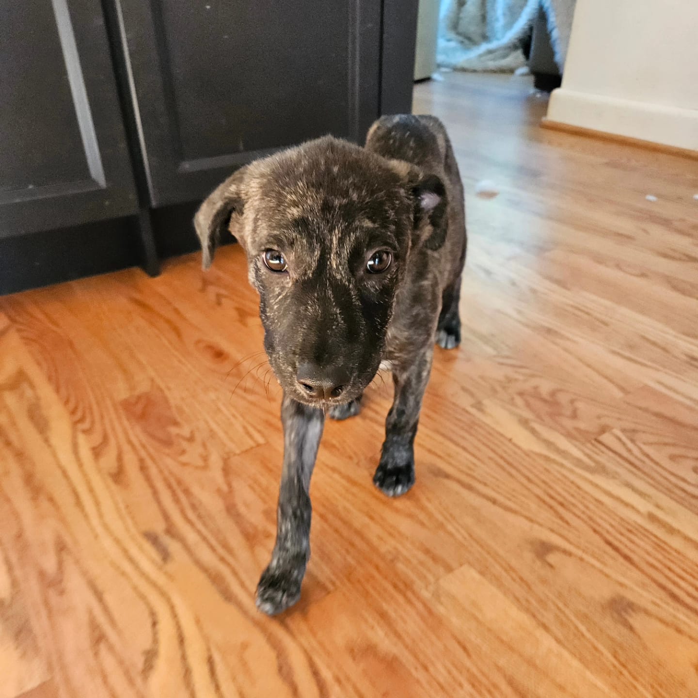 Enlarge Moana, a Adopted Mixed Breed image 2/6