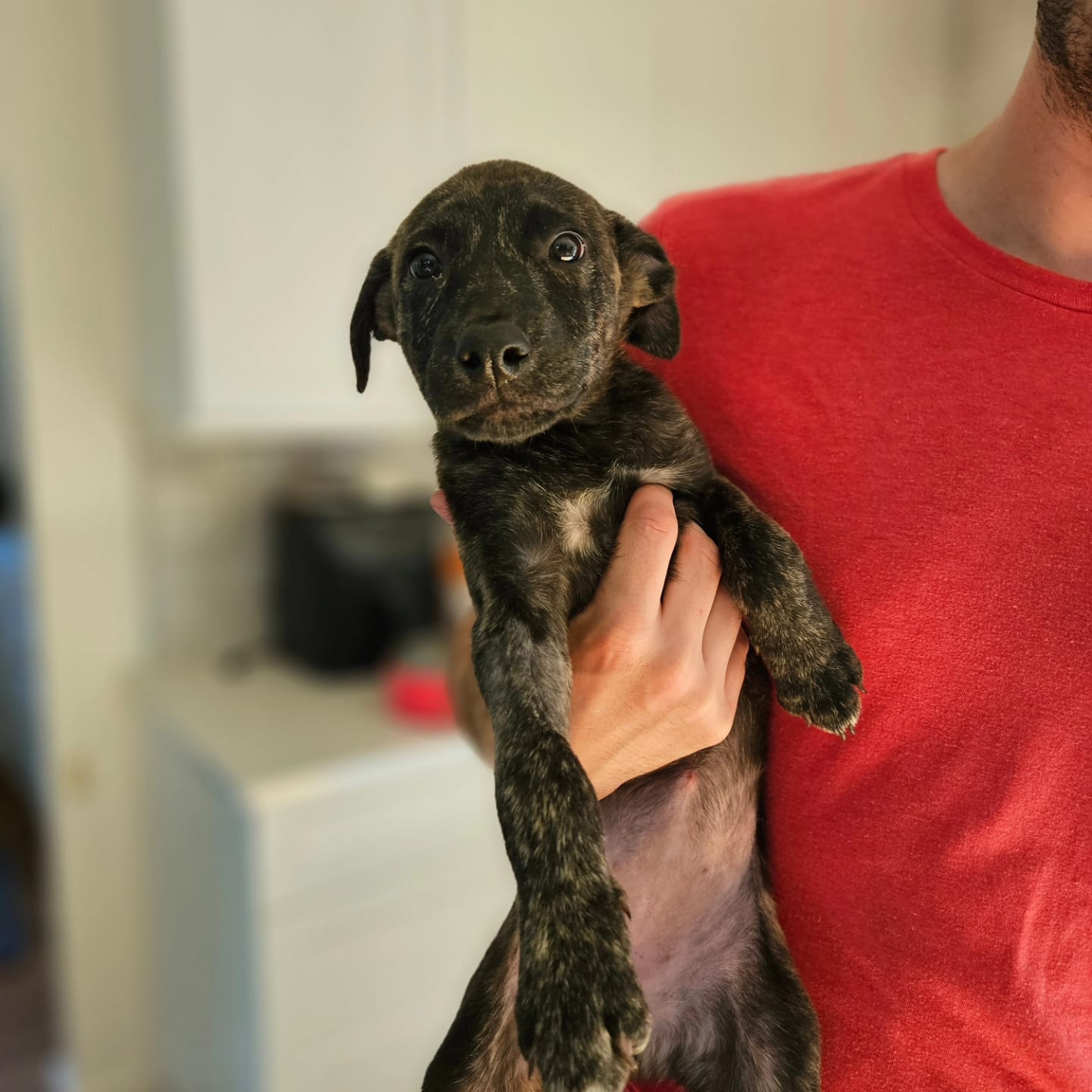 Enlarge Moana, a Adopted Mixed Breed image 3/6