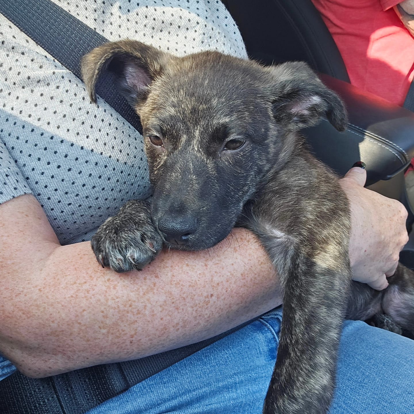 Enlarge Moana, a Adopted Mixed Breed image 4/6