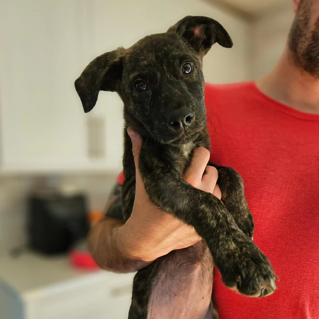 Enlarge Moana, a Adopted Mixed Breed image 5/6